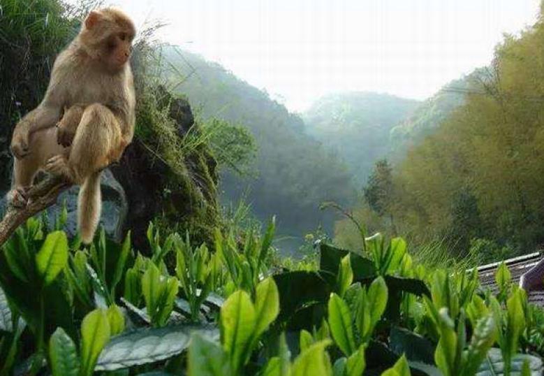 猴坑太平猴魁加盟